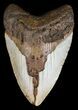 Bargain, Megalodon Tooth - North Carolina #54791-1